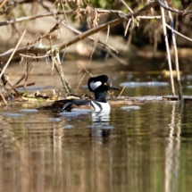 Merganser