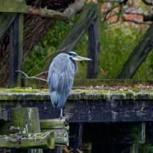 Great Blue Heron