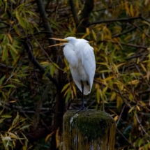 Great Egret