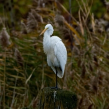 Great Egret