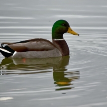 Mallard