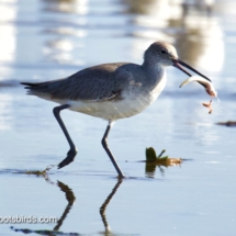 Willet