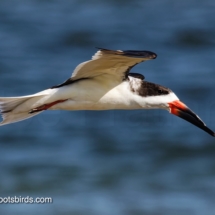 Black Skimmer