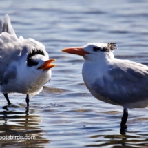 Juvenile & Adult Royal Tern