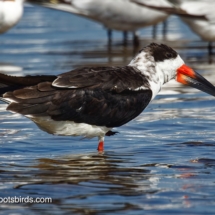 Black Skimmer