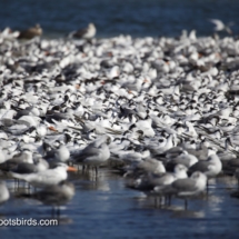 Royal Terns