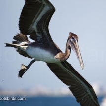 Brown Pelican