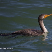 Cormorant