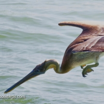 Brown Pelican