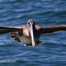 Brown Pelican