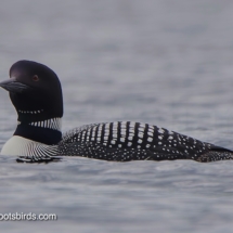 Common Loon
