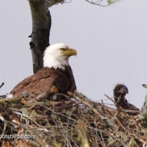 Bald Eagle & Chick