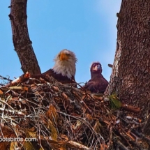 Bald Eagle & Chick