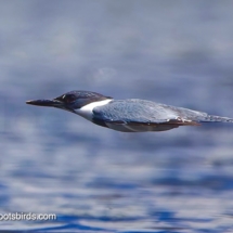 Belted Kingfisher
