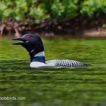 Common Loon
