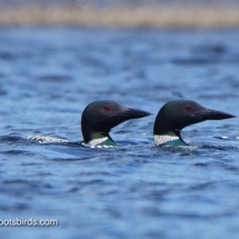Common Loon