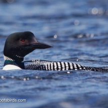 Common Loon