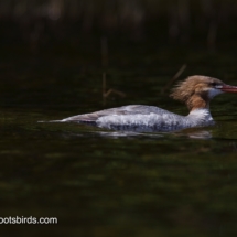 Common Merganser