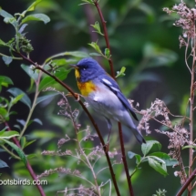 Northern Parula