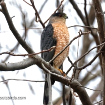 Sharp-shinned Hawk