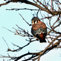 Kestrel