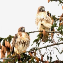 Red Tailed Hawk