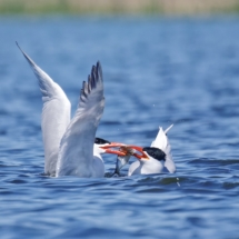 Presentation of the fish