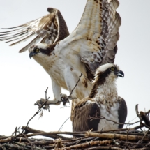 Nest building