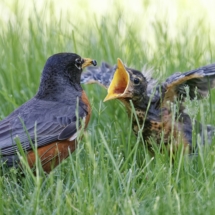 Feeding time