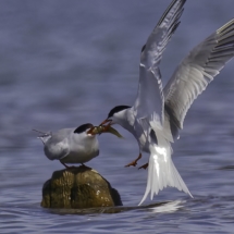 Tern Love