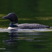 Common Loon