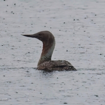 Arctic Loon