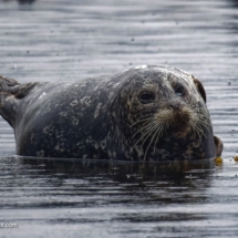 Harbor Seal