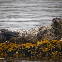 Harbor Seal