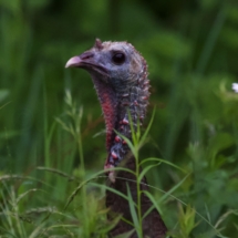 Wild Turkey