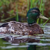 Mallard