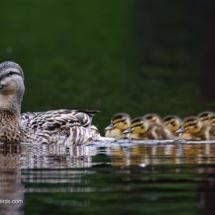 Female Mallard and Family