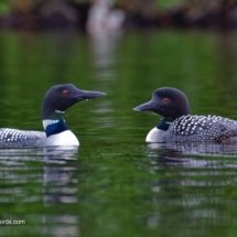 Common Loon