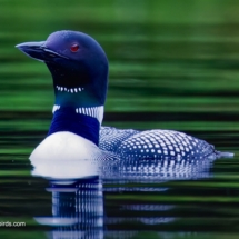 Common Loon