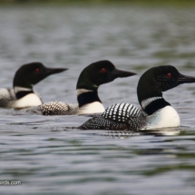 Common Loon