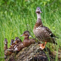 The Mallard Family