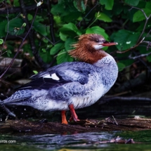 Common Merganser