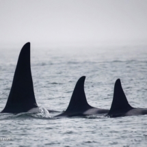 Orca Pod Orca Pod