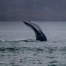 Hump-back Whale Hump-back Whale