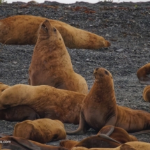 Harbor Seals Harbor Seals