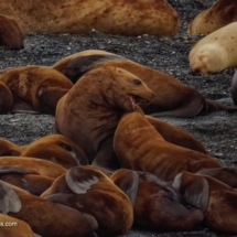 Harbor Seals Harbor Seals