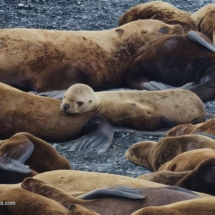Harbor Seals Harbor Seals