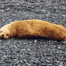 Harbor Seal Harbor Seal