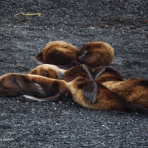 Harbor Seals Harbor Seals