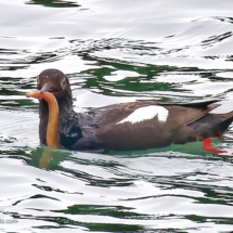 Pigeon Guillemot